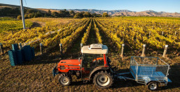 mountains in background with rows of grape vines from horizon to foreground, ready for harvest. A red tractor sits close to camera ready to transport grapes to winery.