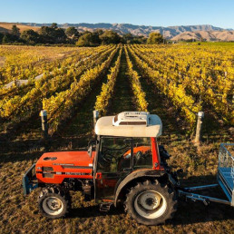 mountains in background with rows of grape vines from horizon to foreground, ready for harvest. A red tractor sits close to camera ready to transport grapes to winery.