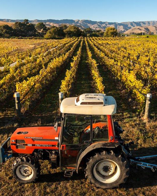 mountains in background with rows of grape vines from horizon to foreground, ready for harvest. A red tractor sits close to camera ready to transport grapes to winery.