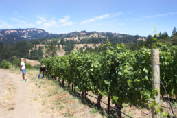 View of vineyard