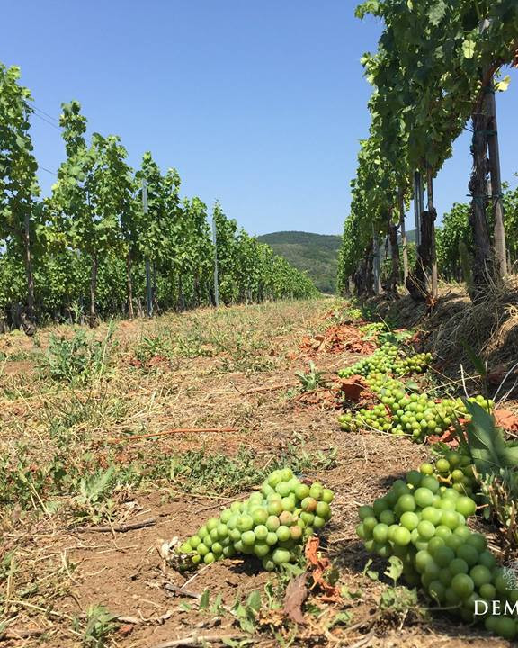 Demeter Zoltan Vineyard
