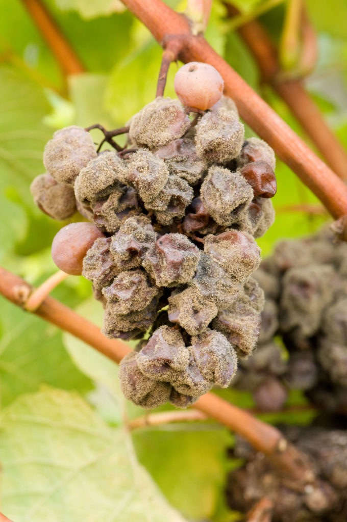 Noble rot wine grape, grapes with mold, Botrytis, Sauternes