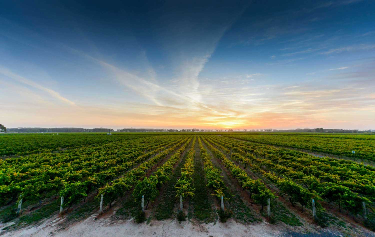 Zema Estate Vineyard