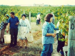 Working in the vineyard