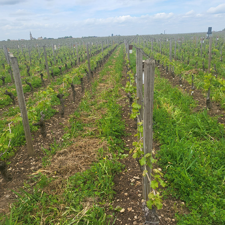 Bordeaux Report 2023 - Day 1: Visit 6