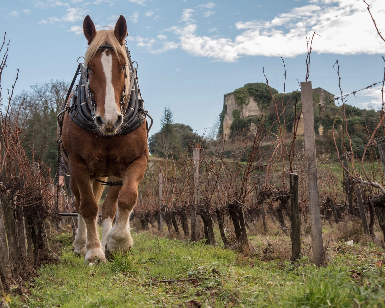 Chateau d'Arche