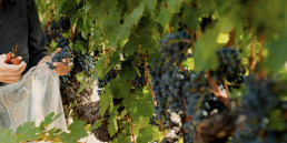 Decoy Winemaker Dana Epperson visits a vineyard