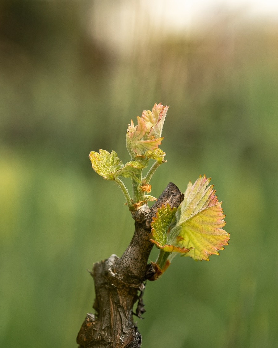 Organically grown wine really is something
