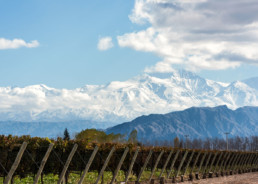 Vineyard in Argentina