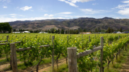 Rows of vines in vineyard