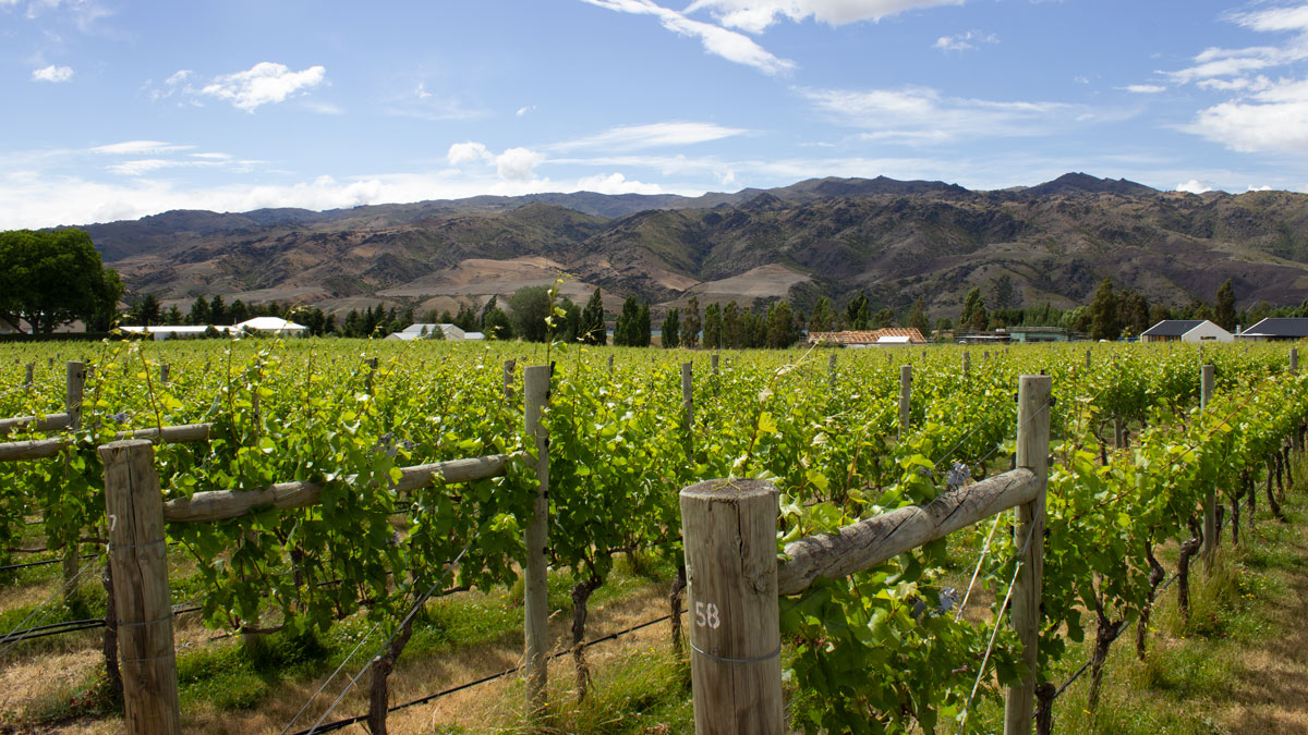 Rows of vines in vineyard