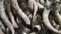 Photo of cow horns filled with manure