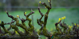 Old grape vines in vineyard