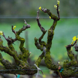 Old grape vines in vineyard
