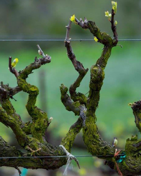 Old grape vines in vineyard