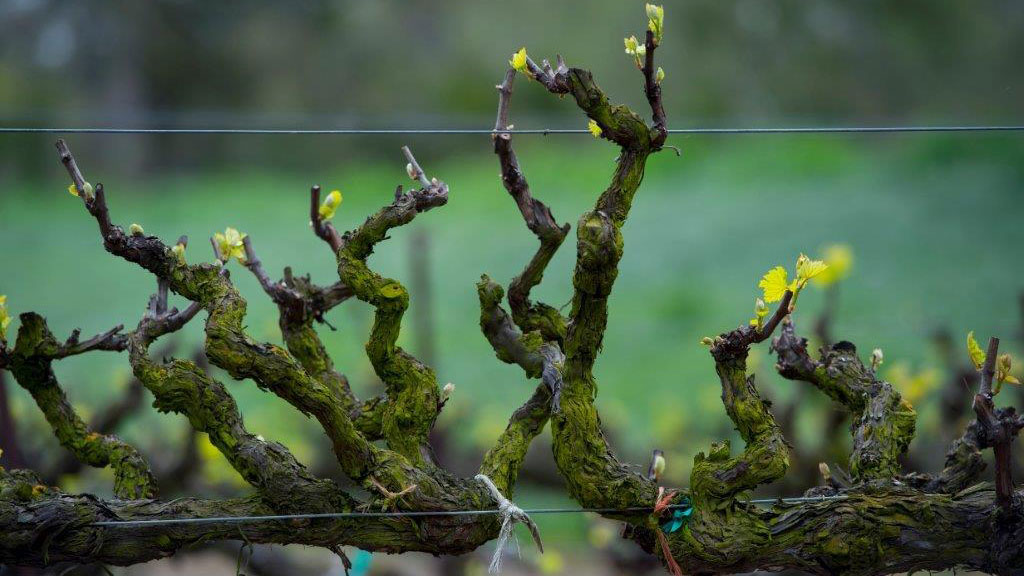 Old grape vines in vineyard