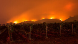 Fires burning in vineyard