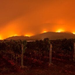 Fires burning in vineyard