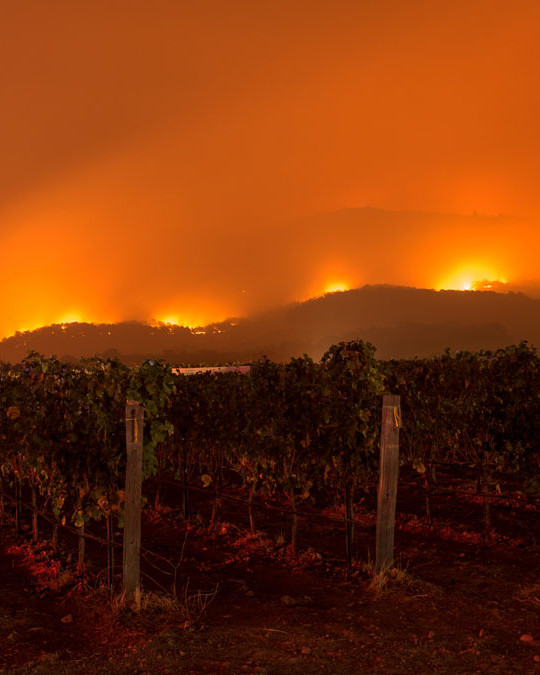 Fires burning in vineyard