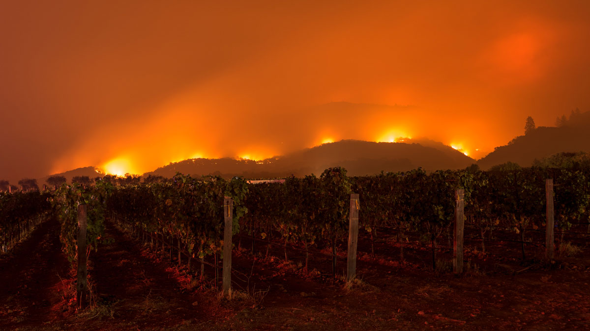 Fires burning in vineyard