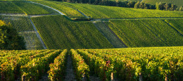 Rows of vineyards