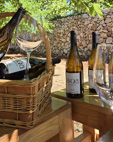 Bottles of Château Marsyas Wines outside in the Levant vineyards
