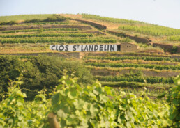 Clos Saint Landelin sign in vineyard