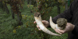 Photo of cow horns filled with manure