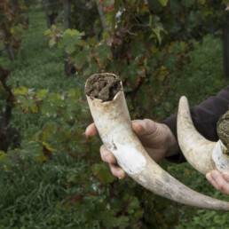 Photo of cow horns filled with manure