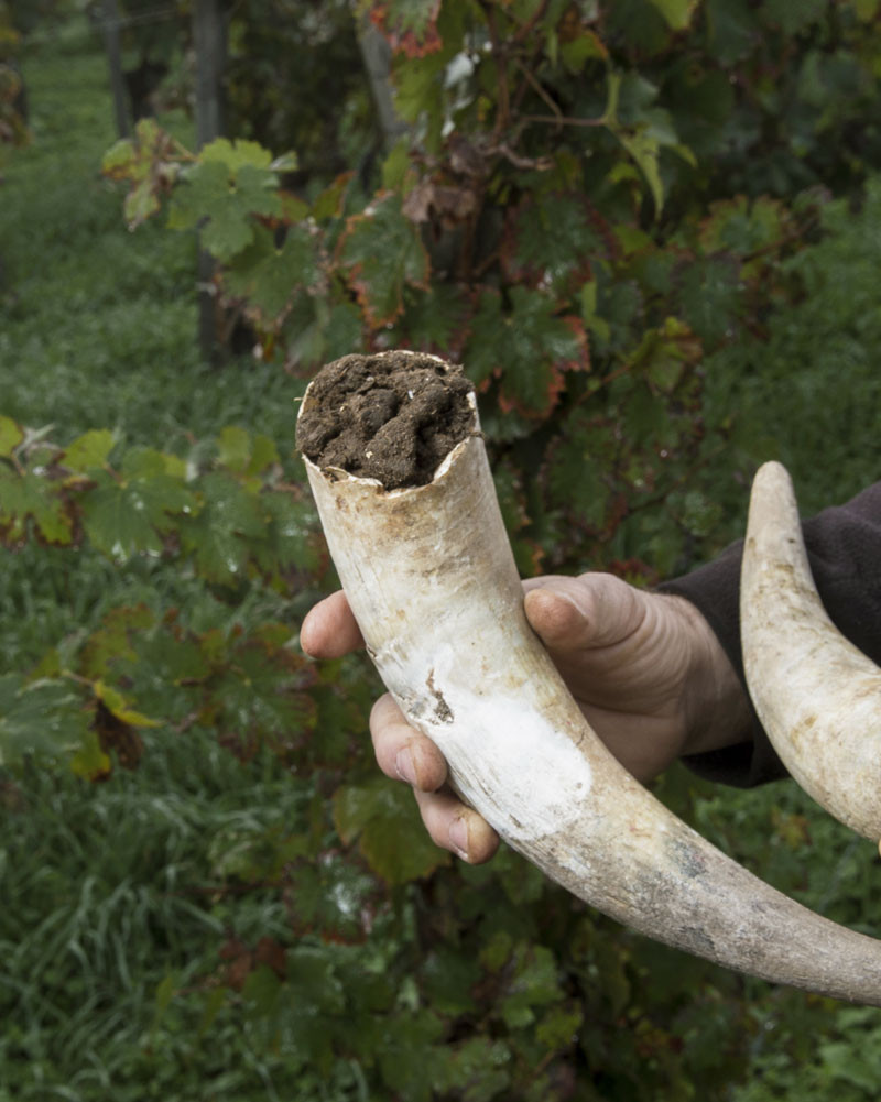 Photo of cow horns filled with manure