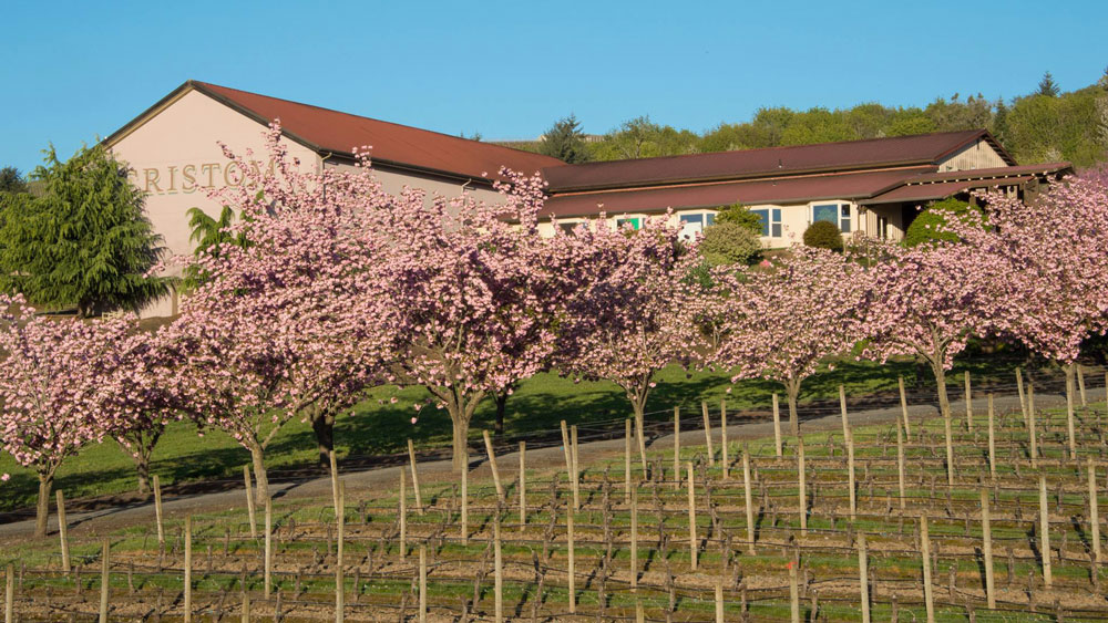 Cherry blossom trees in bloom outside winery