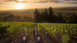 Photo of Cristom vineyard