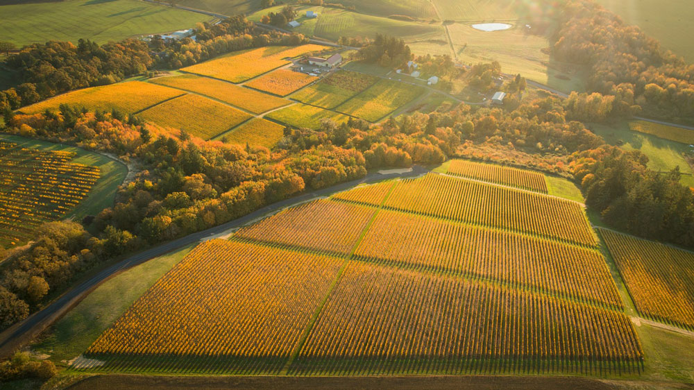 Aerial view of vineyard