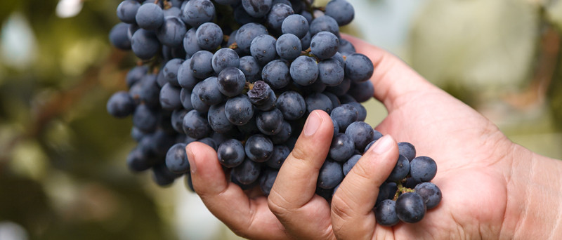 Hand holding red wine grapes