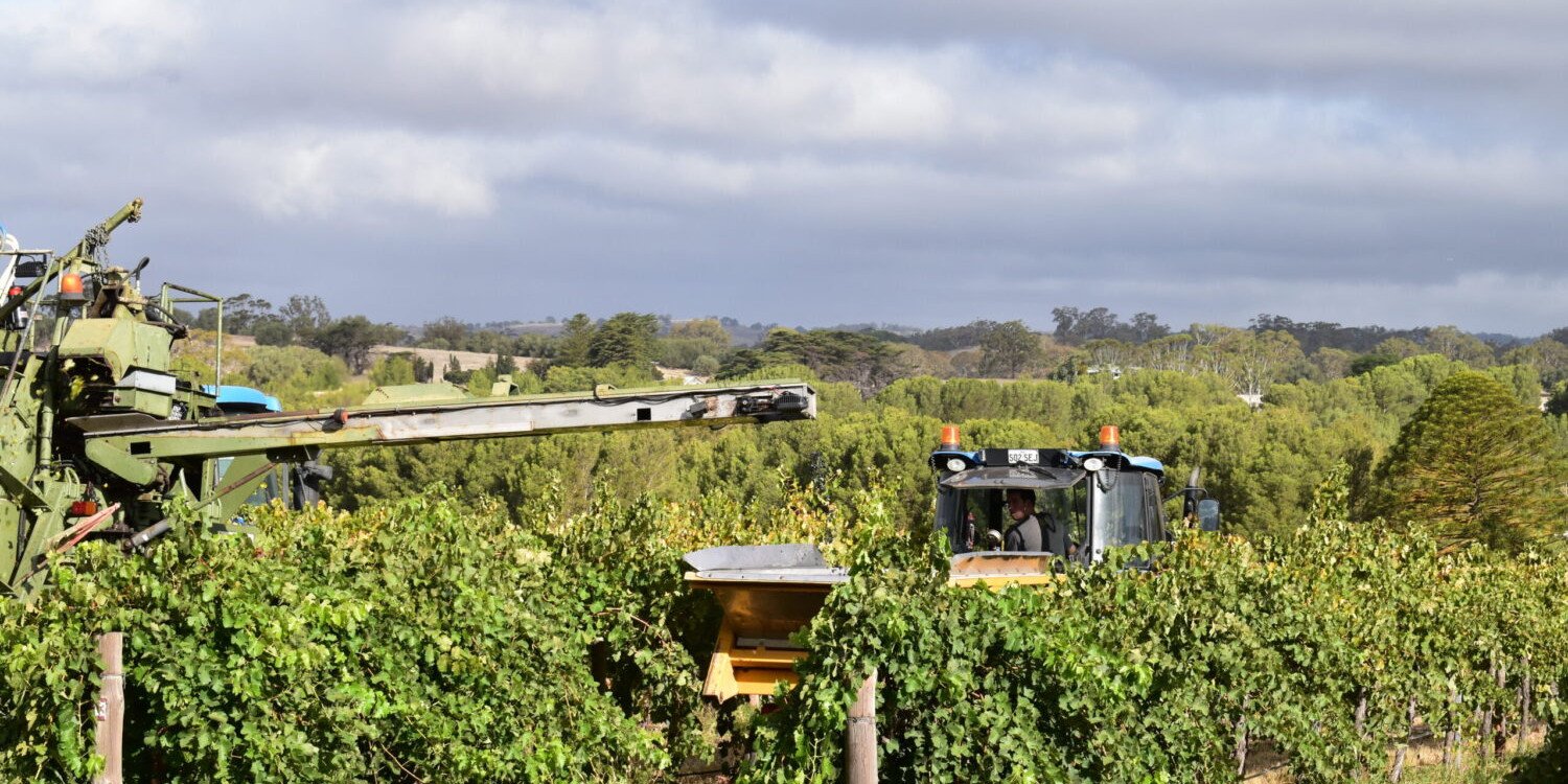The Road Block Vineyard, Paisley Wines