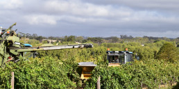 The Road Block Vineyard, Paisley Wines