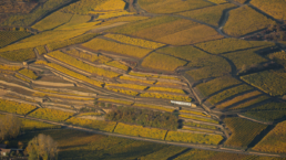 Aerial view of vineyard