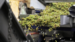 White wine grapes falling into machine