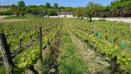 Grape vines outside the domaine