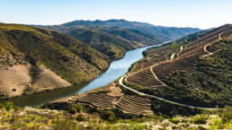 Vineyards by the River Douro, Portugal