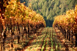 Rows of vines in Autumn
