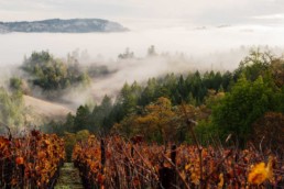 Foggy view of vineyard