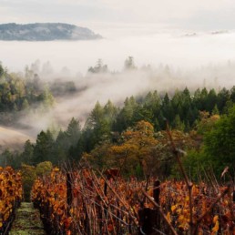 Foggy view of vineyard