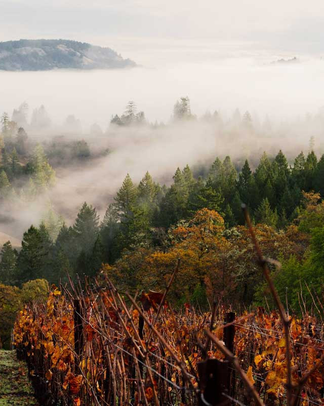 Foggy view of vineyard