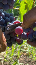 Frank Cornelissen Winery