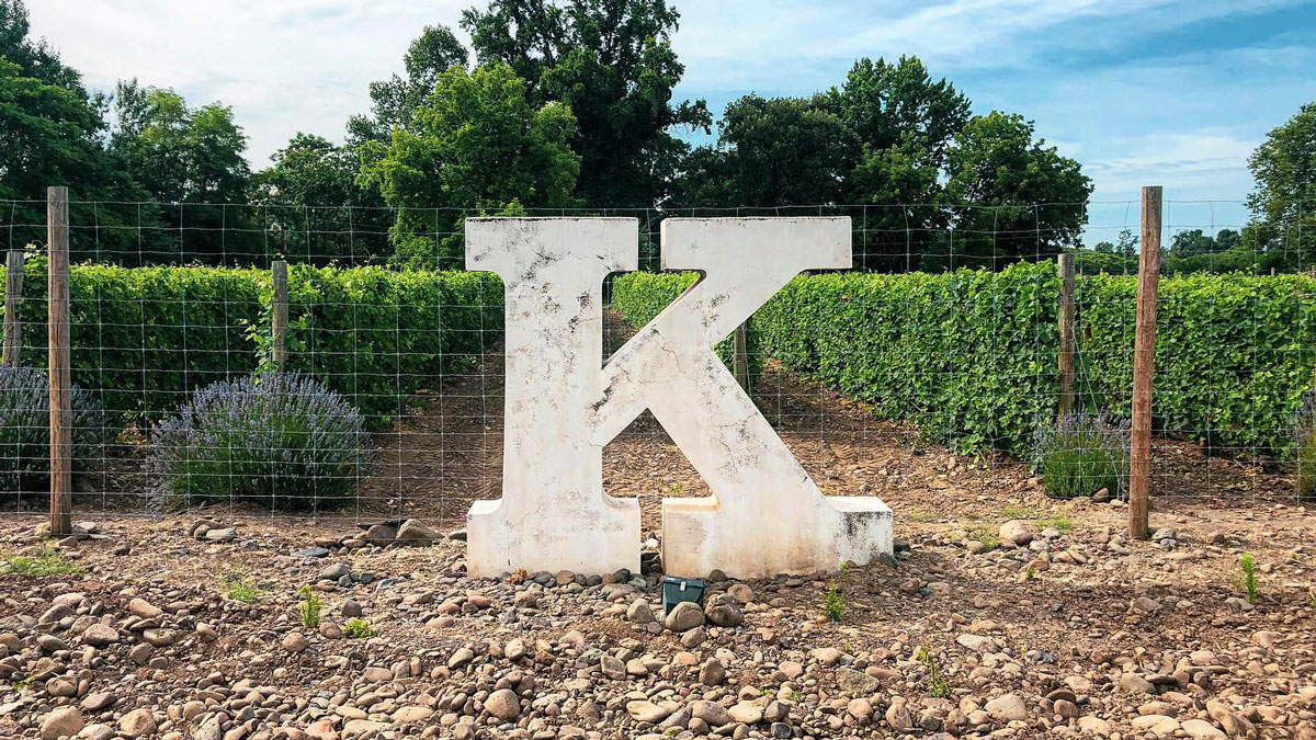 Big K in K Vintners' vineyard