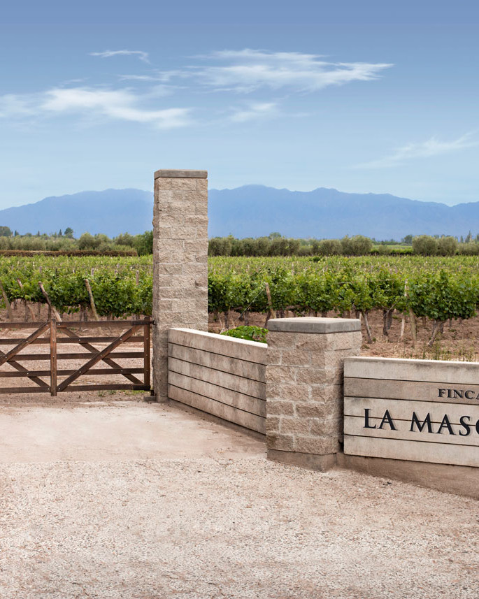 Argentinian vineyard