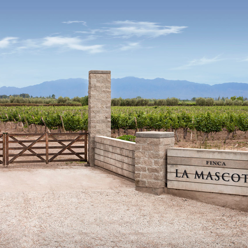 Argentinian vineyard