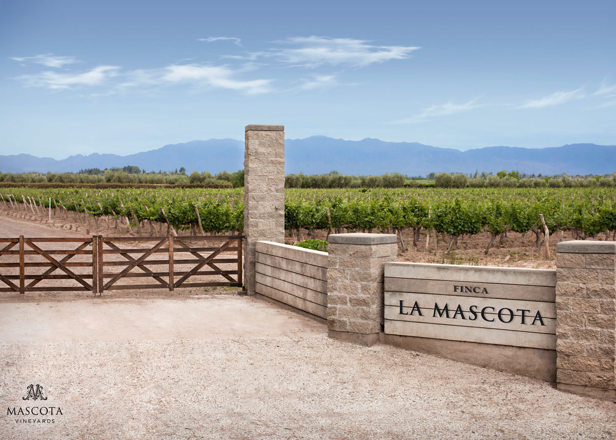 Argentinian vineyard