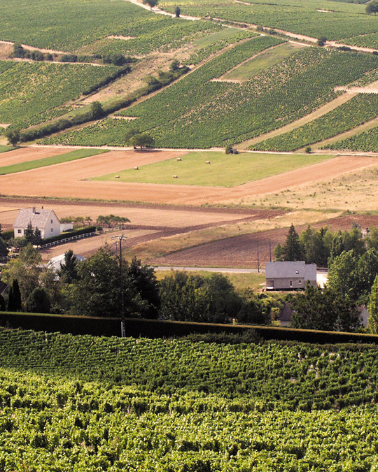 Panoramic view of fields in the Loire Valley
